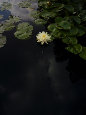 Seerose in Kew Gardens