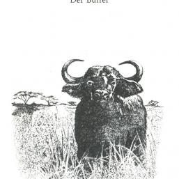 Der Tag des Löwen - der Büffel Der Tag des Löwen - der Büffel