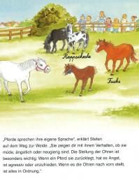 Ponys auf der Weide