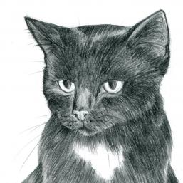 fast schwarze Katze, Detail